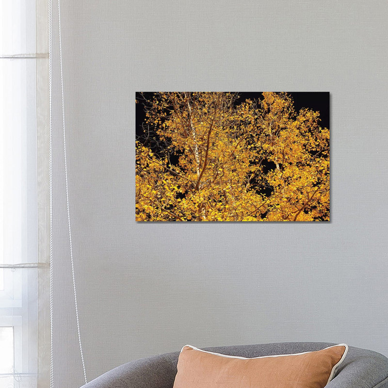 Aspen Contras by Brian Wolf - Wrapped Canvas Rectangle Print, 66.04 cm H x 45.72 cm W x 1.91 cm D
