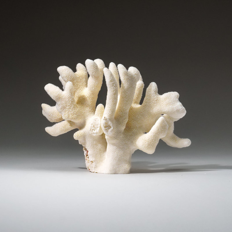 Genuine White Cat's Paw Coral (1 Lb)