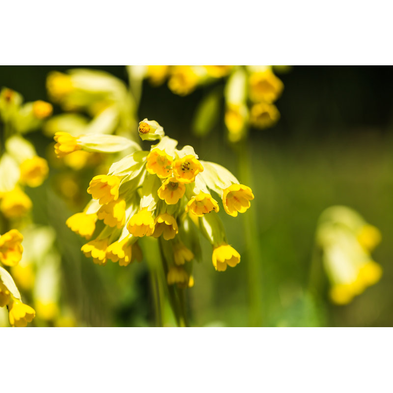 Cowslip by Lightstar59 - Wrapped Canvas Print, 30cm H x 46cm W