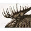 Napperon Moose Plume