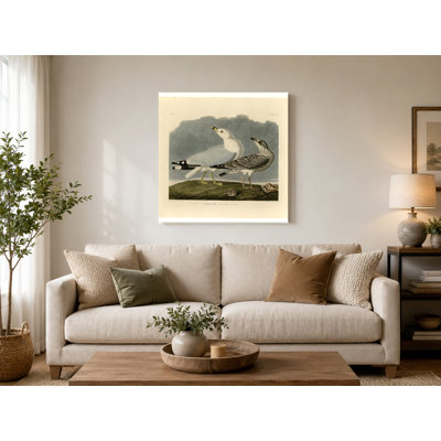 Common Gull, Plate CCXII (1838) — Birds Wall Art