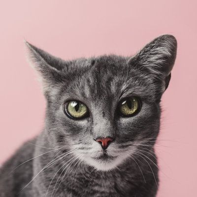 Adorable chat gris par Knape