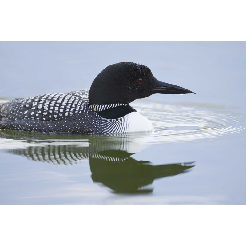 A Common Loon - Photographie sur toile tendue, H 32 po x l 48 po