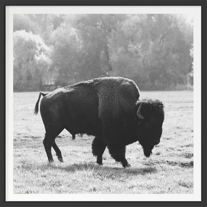 Bison Fall Print by Chris Dunker, 29" H x 29" W, Gray Framed