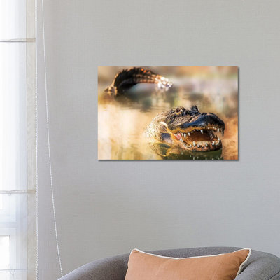 Alligator In Water With Teeth And Tail Showing by Susan Schmitz - Wrapped Canvas Gallery-Wrapped Canvas Giclée
