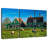 Zaanse Schans Sheep