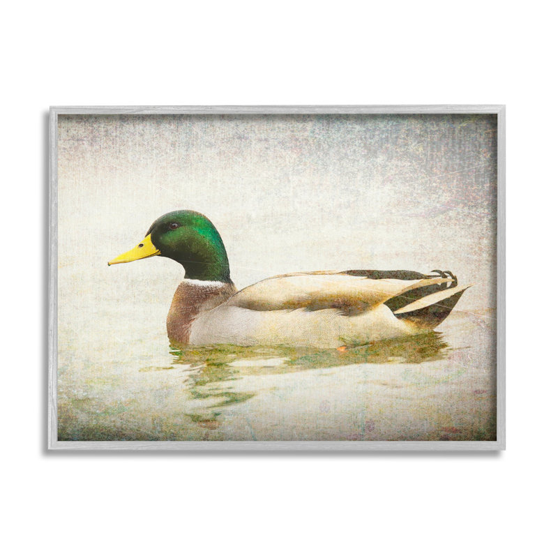 «Peaceful Mallard Duck Bird», eau détaillée par Daniel Sproul, L 14 po x H 11 po, Estampe numérique Farmhouse