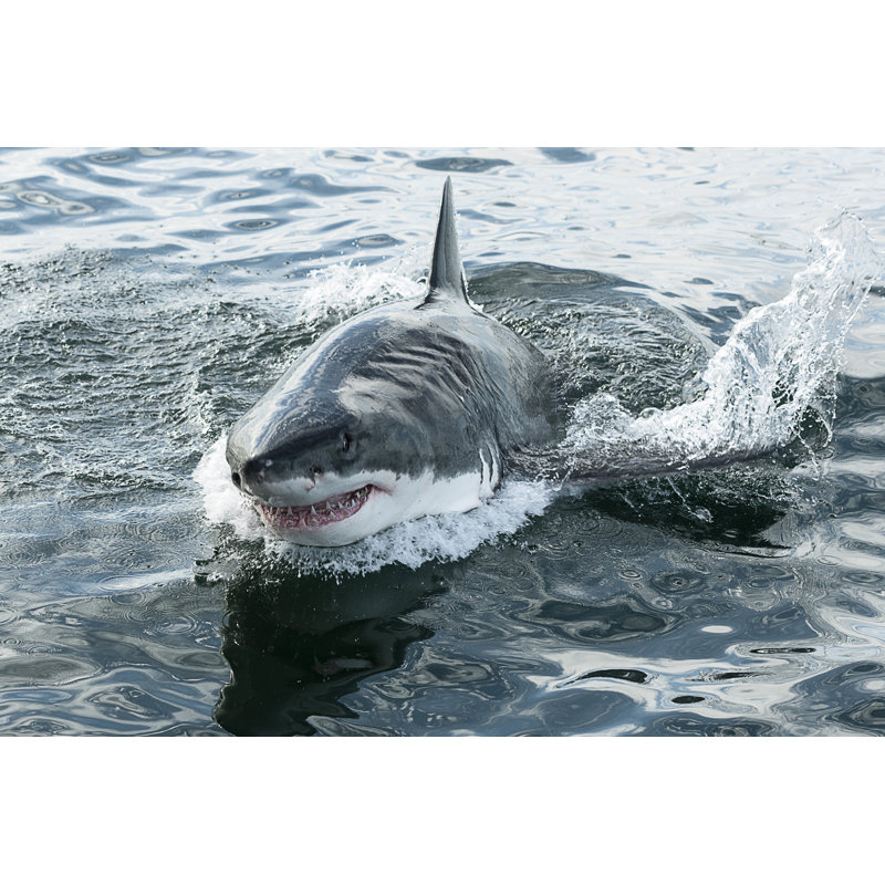 Great White Shark - Wrapped Canvas Print, 51cm H x 76cm W x 3.8cm D