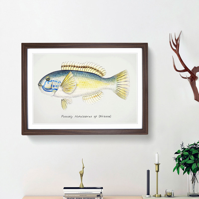 An Illustration Of A Wrasse Fish by F.E. Clarke Framed Print, Walnut Framed, 24cm H x 33cm W x 2cm D