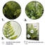Yosgarth Ferns Plant Timeless Elegance IV sur toile-220499957-220499944
