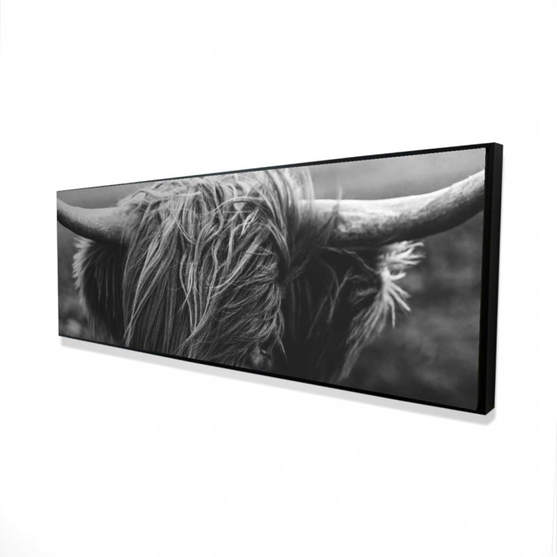 " Monochrome Portrait Highland Cow "