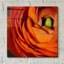 «Orange Flower Close Up» par Tom Quartermaine-499981869