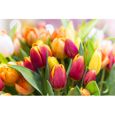 Tulipes - Photographie sur toile tendue