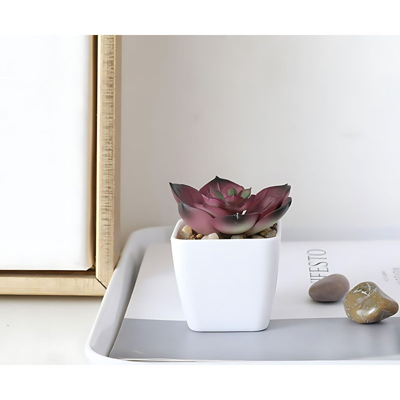 Plante grasse 2,55 po
