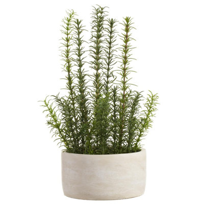 17"ROSEMARY IN CEMENT POT