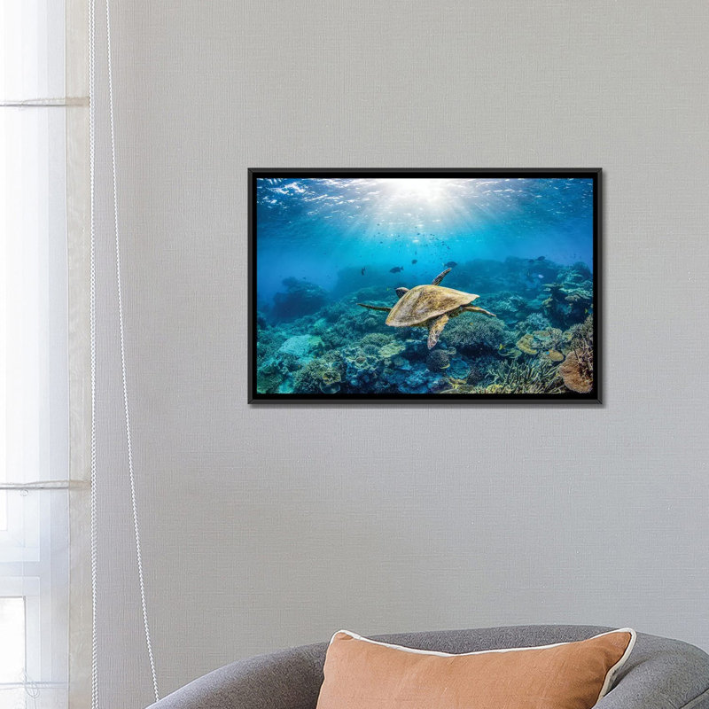 Reef Glider par Jordan Robins - reproduction d'art, Pas de tapis, Toile encadrée noire, H 26 po x l 40 po x 1,5 po