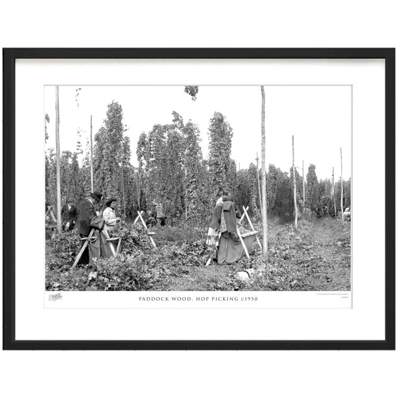 Paddock Wood, Hop Picking C1950 by Francis Frith - Single Picture Frame Print, 60cm H x 80cm W x 2.3cm D
