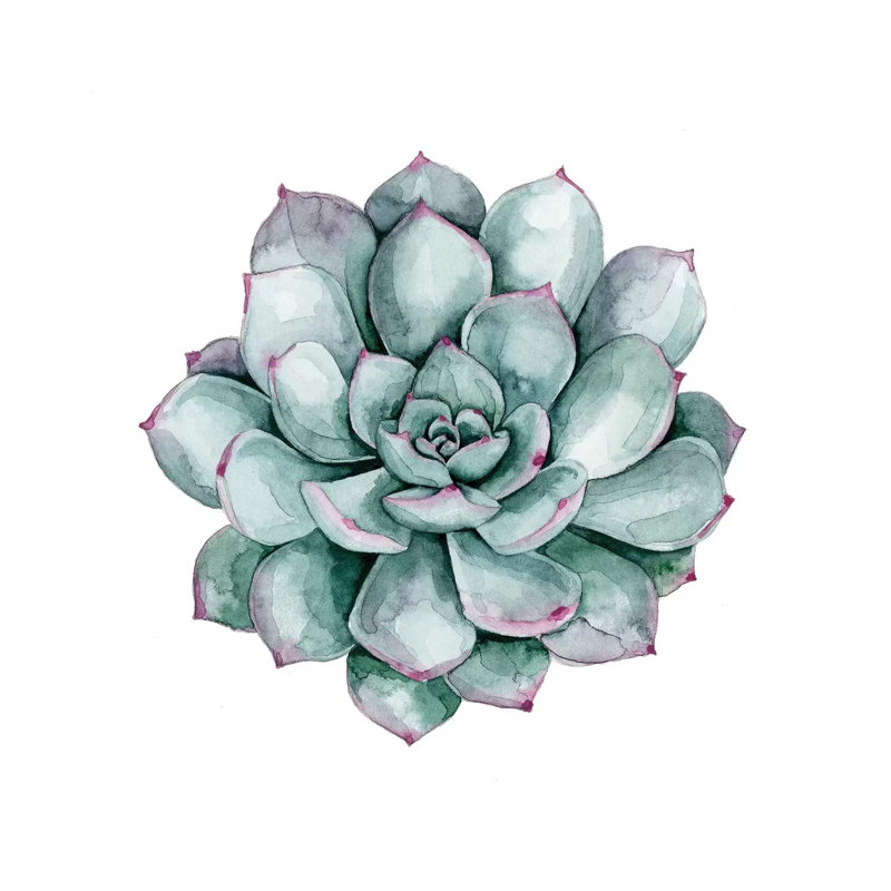 Succulent Swatches II by Grace Popp - Wrapped Canvas Print, 30.48 cm H x 30.48 cm W