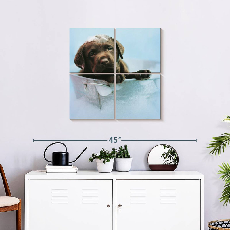 Brampt Beau The Dog