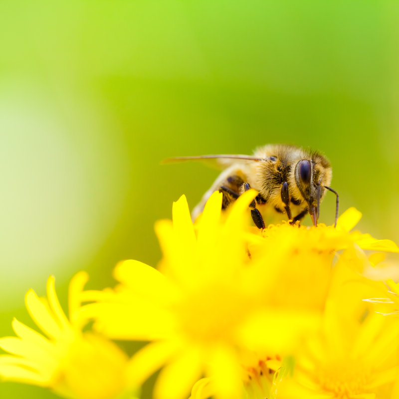 Honey Bee by Pawel.gaul - No Frame Art Prints on Canvas, 91cm H x 91cm W