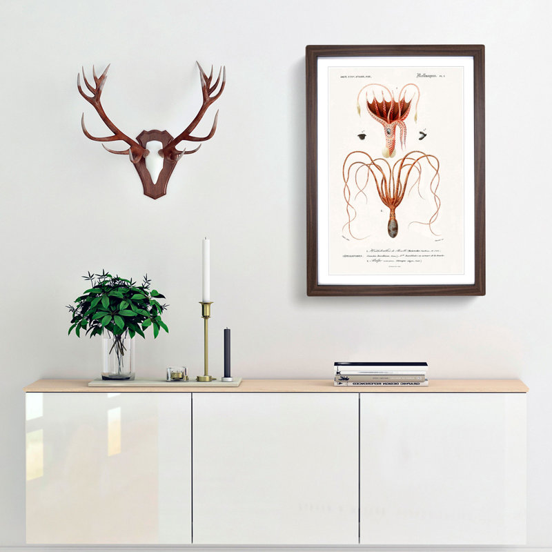 Octopus and Squid by Charles d Orbigny - Framed Print, 65cm H x 48cm W x 2cm D, Walnut Framed