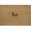 Tapis tribal Gabbeh 3 x 10