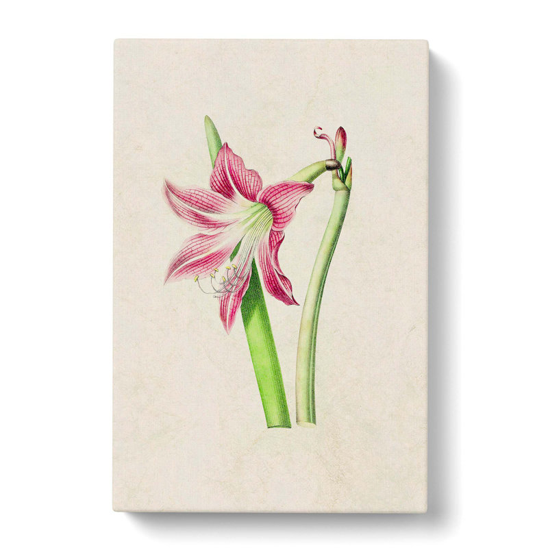 Pink Amaryllis Flower Illustration - Wrapped Canvas, 50cm H x 35cm W x 3cm D