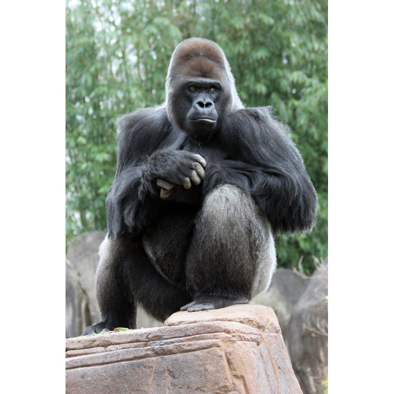 «Silverback Gorilla» par Maridav - photographie sur toile tendue, L 12 po x H 18 po