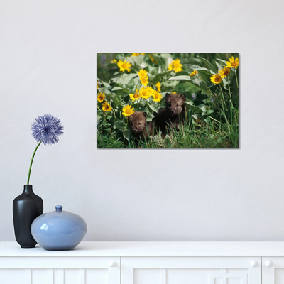 Timber Wolf Pups Among Flowers, Temperate North America by Gerry Ellis - Wrapped Canvas Painting