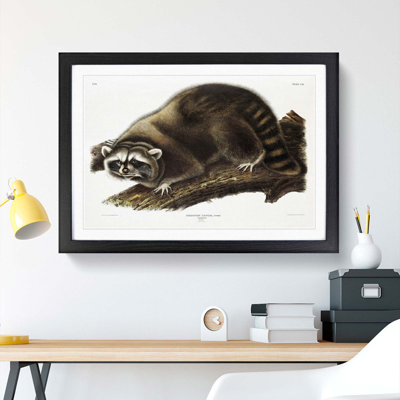 Raccoon by J.W. Audubon - Picture Frame Painting Print, 40cm H x 60cm W x 2cm D, Black