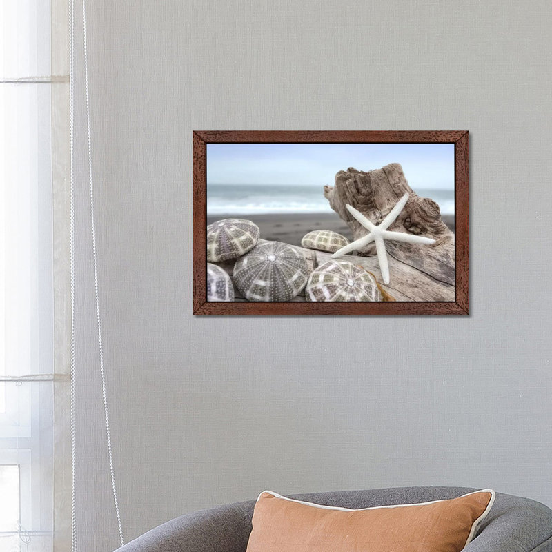 Crescent Beach Shells V by Alan Blaustein - Floater Frame Print on Canvas, Brown Framed, 66.04 cm H x 45.72 cm W