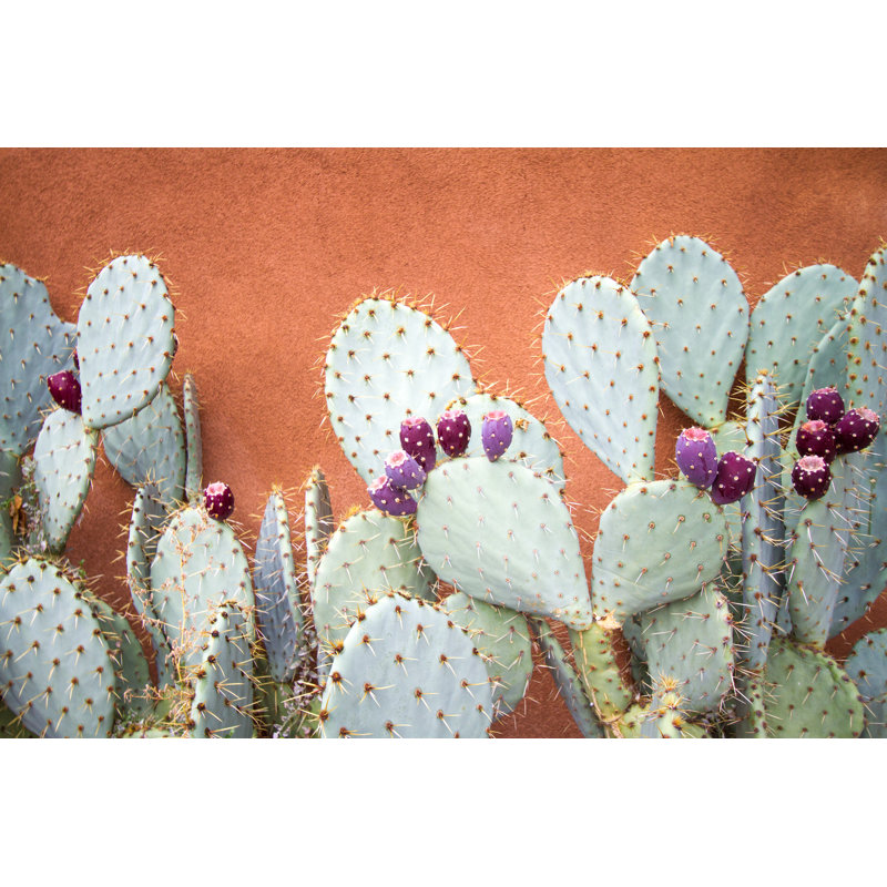 Prickly Pear Cactus - Wrapped Canvas Print, 30cm H x 46cm W x 3.8cm D
