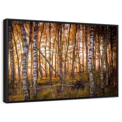 Dusky Birch Forest
