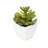 2'' Faux Cactus Succulent in Glass Pot