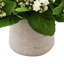 Kalanchoe Arrangement in Fiberstone Pot-1078803482