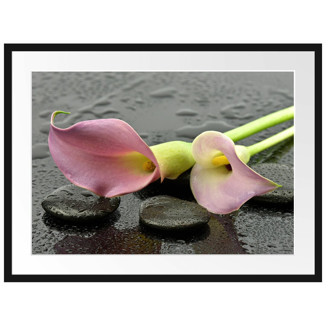 Gerahmtes Poster Rosa Callas im Regen