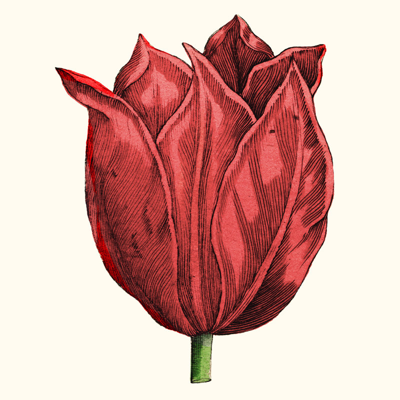Tulip Garden II by Vision Studio - Wrapped Canvas Print, 30cm H x 30cm W