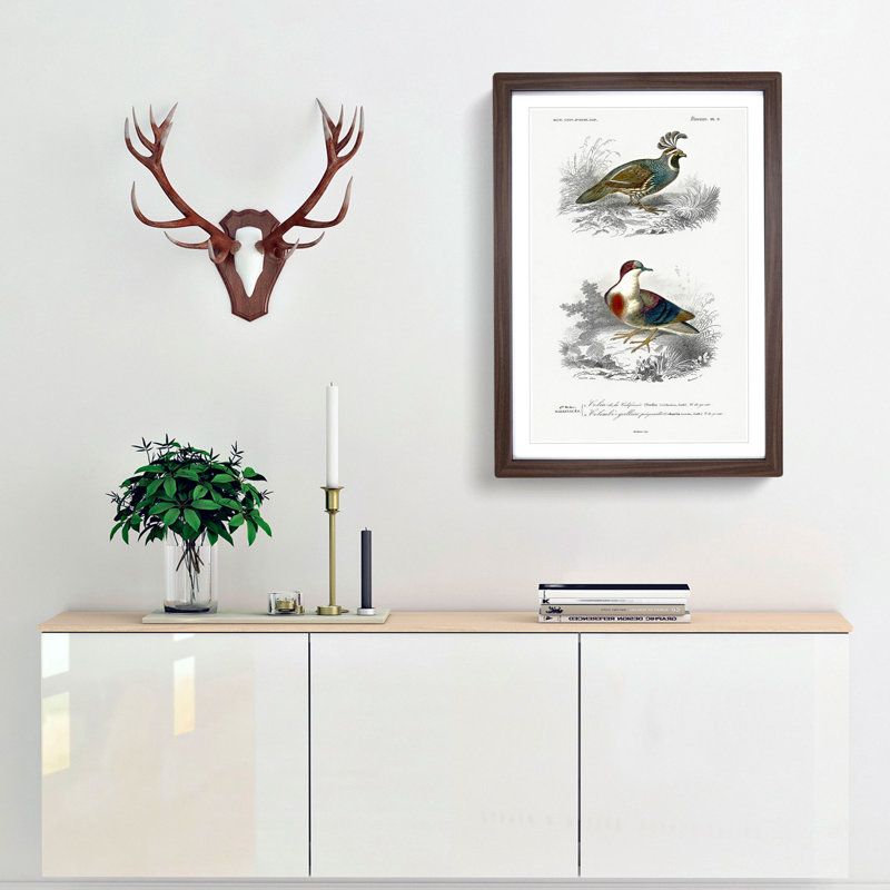 Bird Illustrations PL. 6 by Charles D' Orbigny - Single Picture Frame Painting, Walnut Framed, 33cm H x 24cm W x 2cm D
