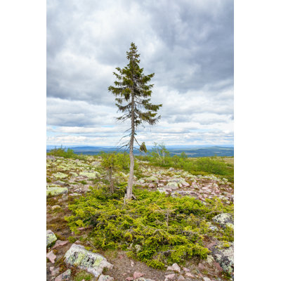 Old Tjikko - Photographie sur toile tendue