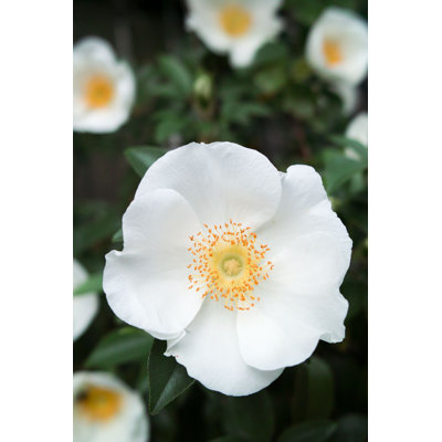 Emmalene " Cherokee Rose "