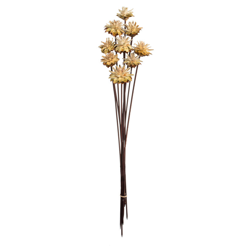 Vickerman 20" Natural Plumosum Head attached to a Brown Stem, 9 stems, Dried