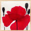 Red Poppy 2 Print by Ivo Stoyanov-564473834-564473836