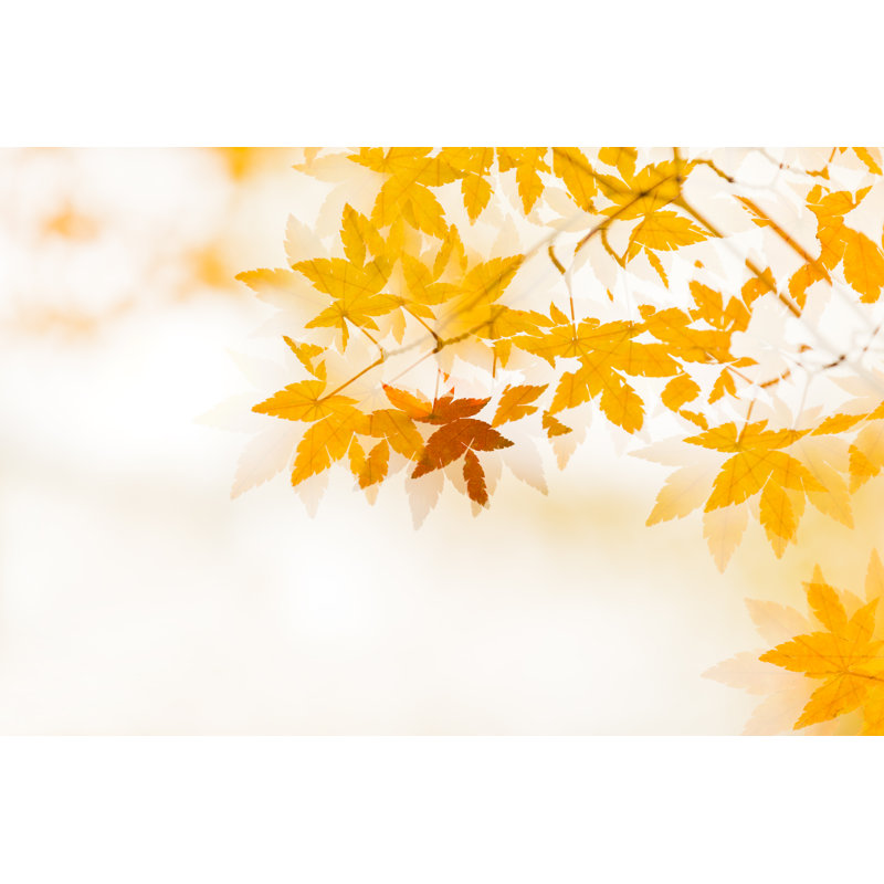 Double exposure of Autumn Leaves 584225938, 51cm H x 76cm W