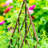 Willow Expanding Teepe Trellis-883399059-883399052