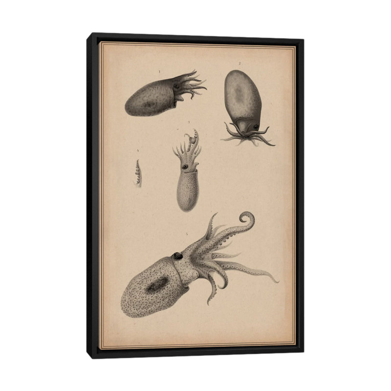 «Animal Curiosity Octopus Die Cedhalopoden», impression sur toile, H 26 po x l 18 po x P 1,5 po, Toile tendue, Pas de tapis