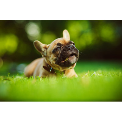 Bouledogue français par Druvo