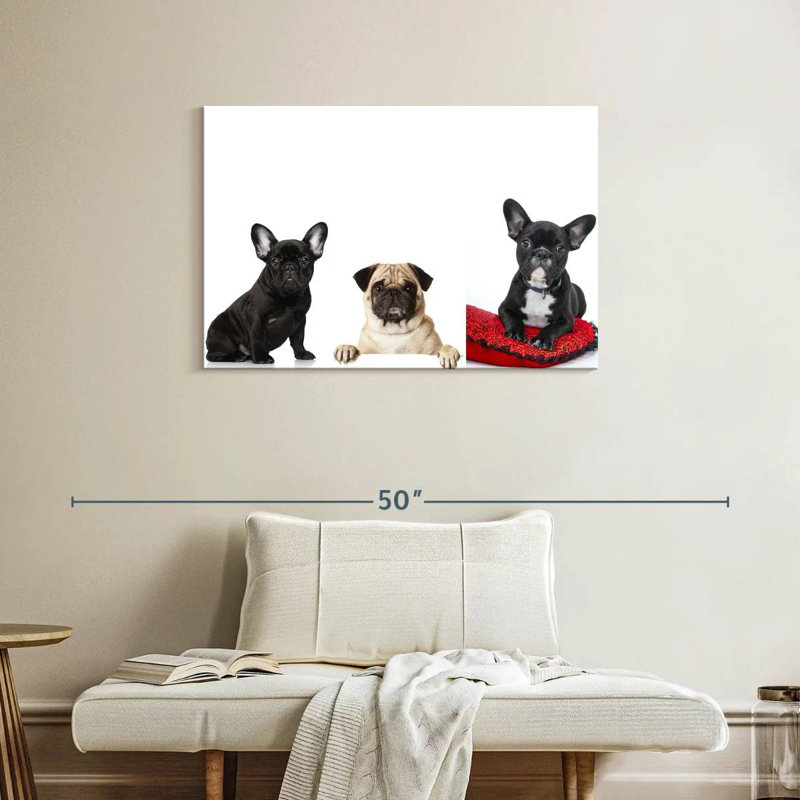 Bouledogue français et carlin Brampt, H 24 po x l 36 po