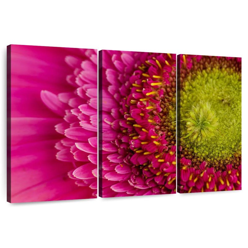 Gerbera magnifiée, H 24 po x l 38 po