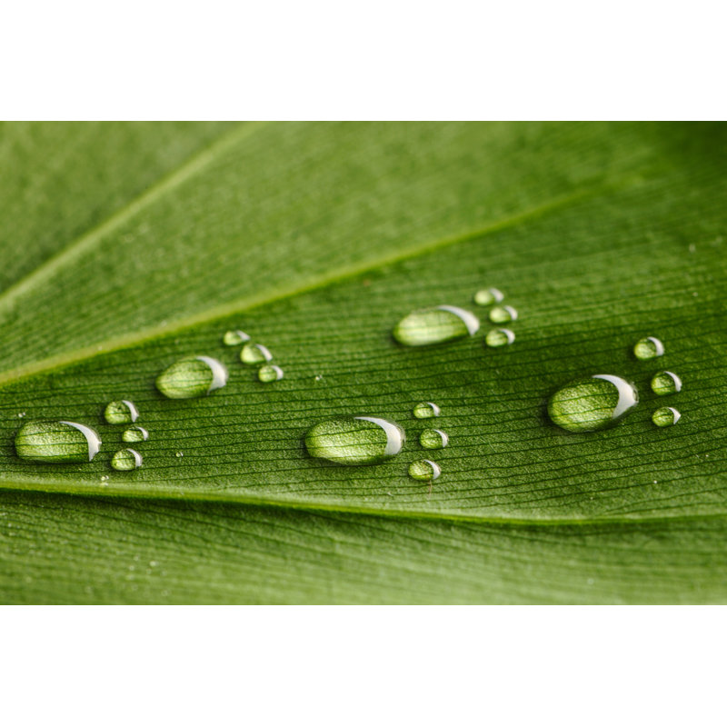 Footprints On A Leaf by Haveseen - Wrapped Canvas Print, 20cm H x 30cm W