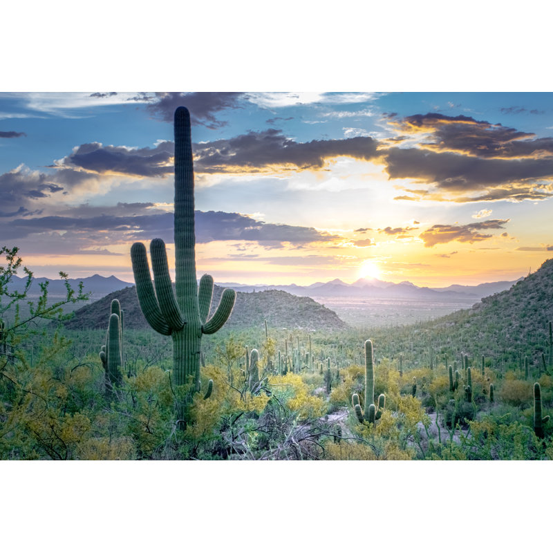 Saguaro In Desert by Nate Hovee - Wrapped Canvas Print, 30cm H x 46cm W